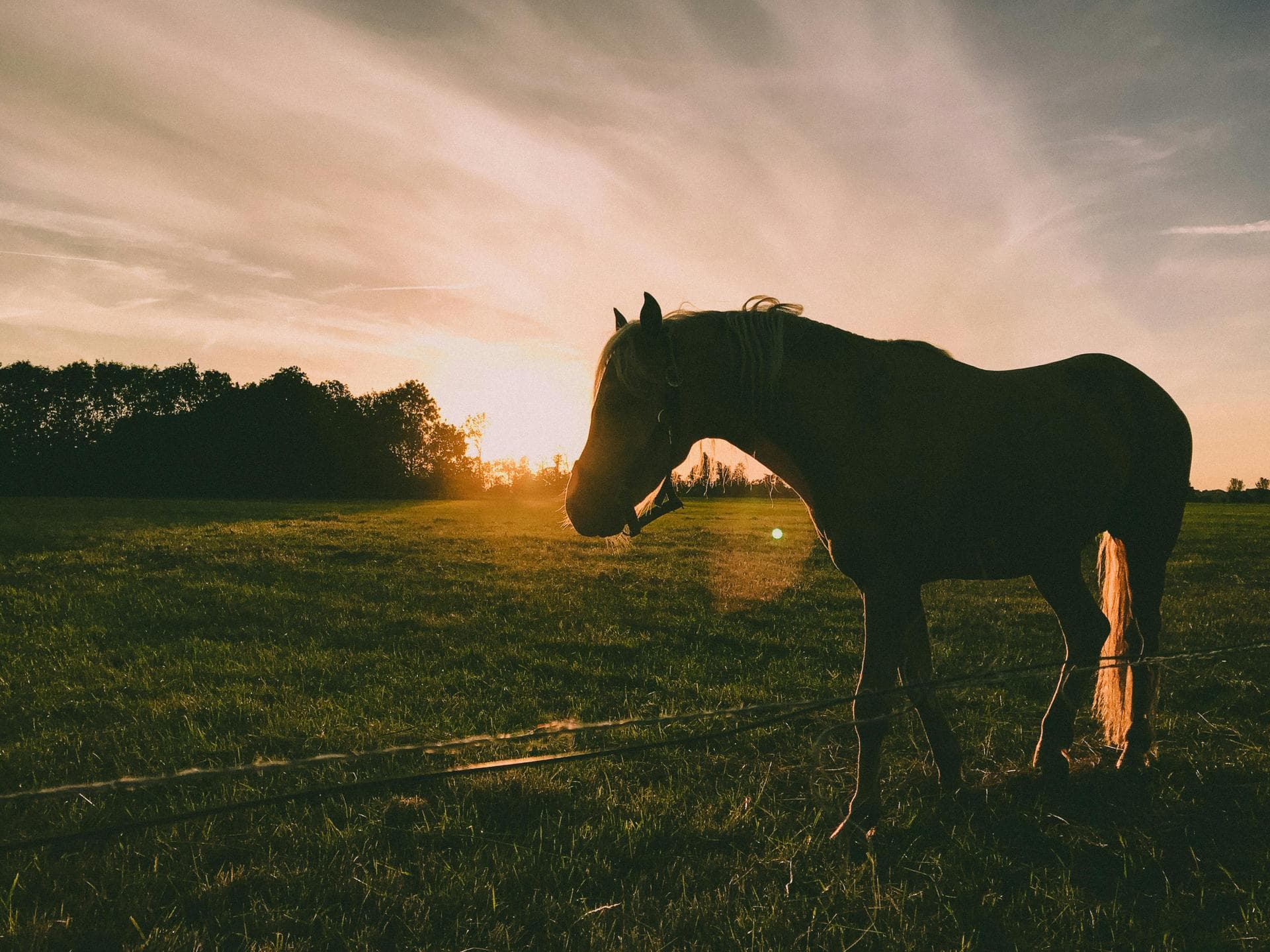 Horse at sunset in field