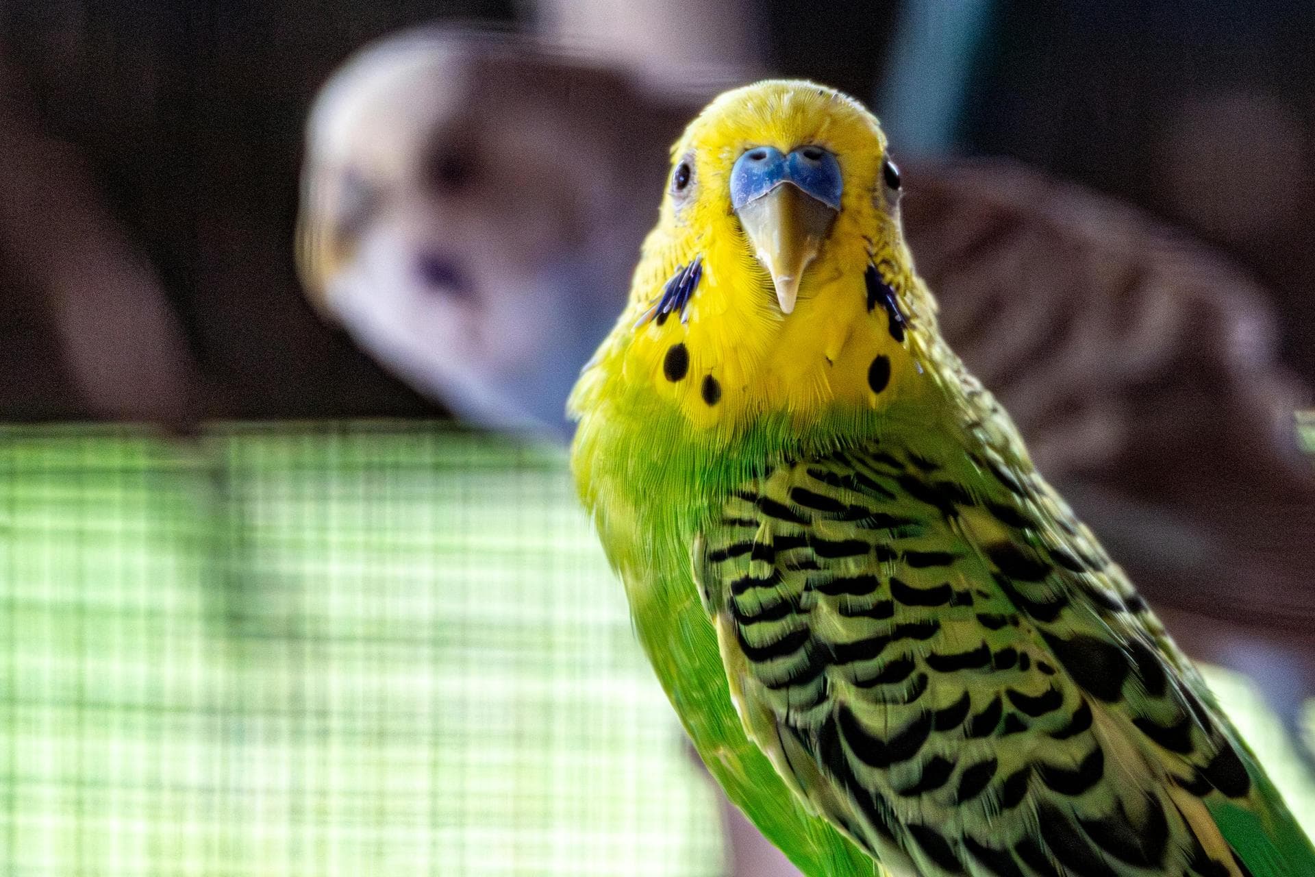 Best Vets in Thornbury