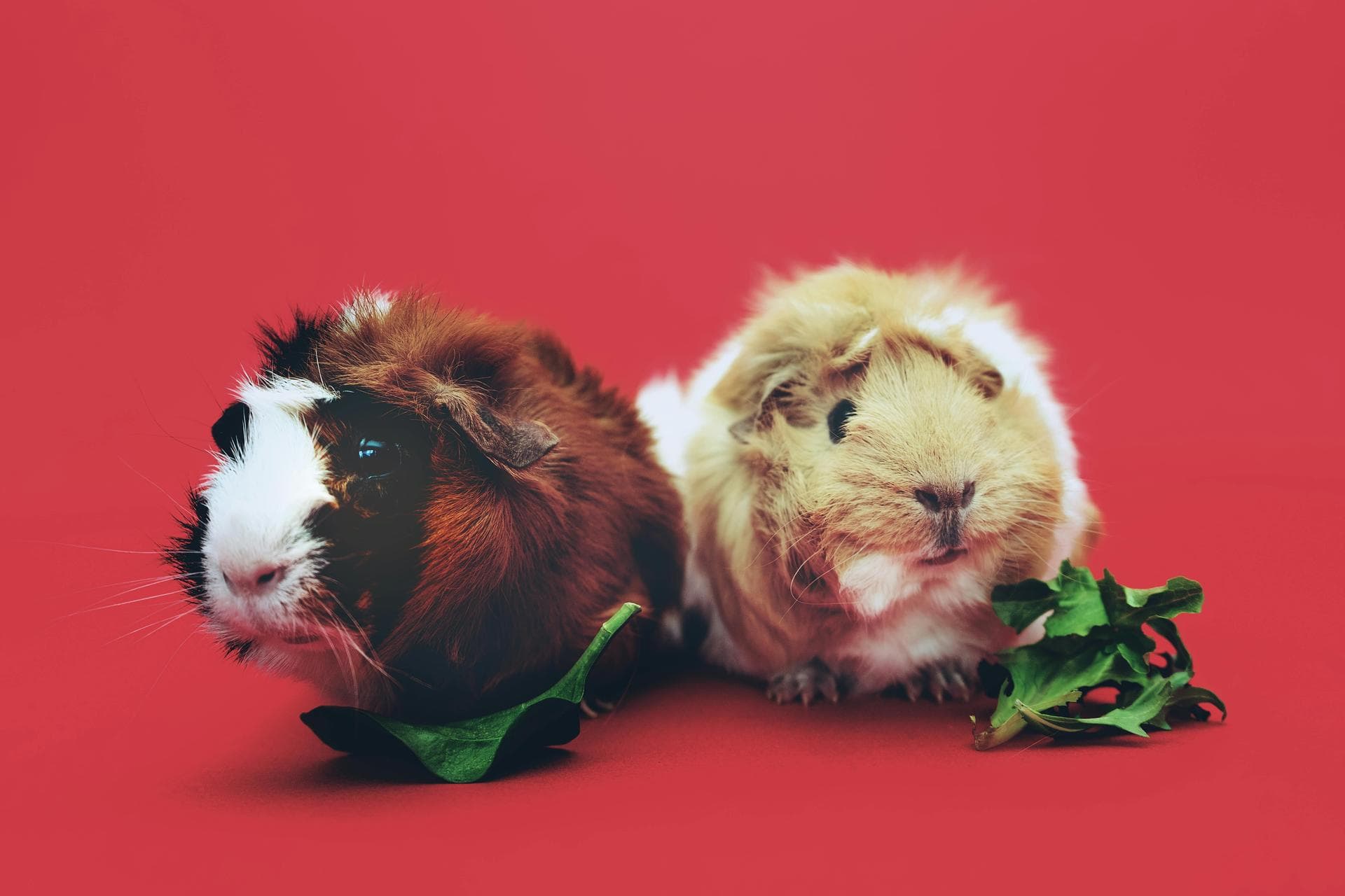 Dog & Cat Vets in Longwell Green